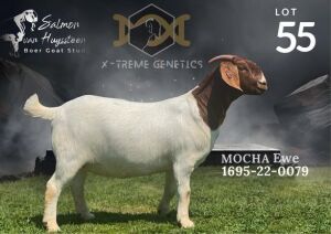 1X Boer Goat Flock Doe Salmon van Huyssteen Boer Goat Stud