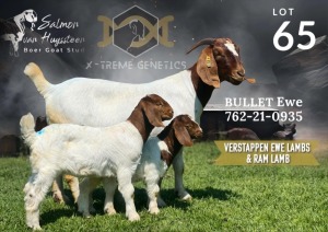 1X Boer Goat Stud Doe Salmon van Huyssteen Boer Goat Stud