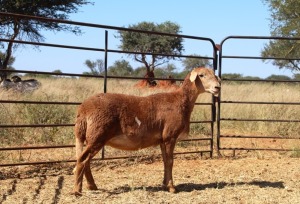 1X OOI/EWE Thaba Meatmasters - Chris Barkhuizen - 076 8506726 (Highest Bidder may choose A, B or C of Lot round or take all - Pay per piece. Choice once per Lot round, Rest to take all)