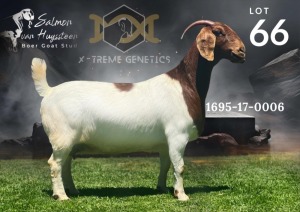 1X Boer Goat Flock Doe Salmon van Huyssteen Boer Goat Stud