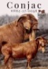 1X Kalahari Red Pregnant Stud Doe Krokodilsnest Boerbokstoet - 2