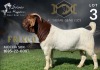 1X Boer Goat Stud Buck Salmon van Huyssteen Boer Goat Stud