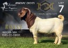 1X Boer Goat Stud Buck Salmon van Huyssteen Boer Goat Stud