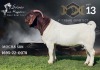 1X Boer Goat Stud Buck Salmon van Huyssteen Boer Goat Stud