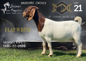 1X Boer Goat Stud Doe Salmon van Huyssteen Boer Goat Stud