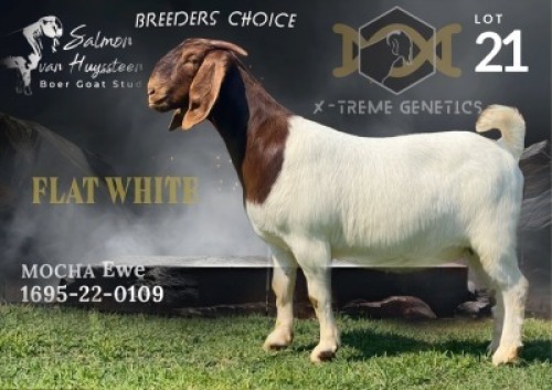 1X Boer Goat Stud Doe Salmon van Huyssteen Boer Goat Stud