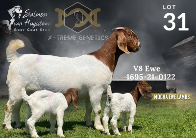 1X Boer Goat Flock Doe Salmon van Huyssteen Boer Goat Stud