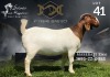 1X Boer Goat Flock Doe Salmon van Huyssteen Boer Goat Stud