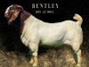 1X Boer Goat Flock Doe Salmon van Huyssteen Boer Goat Stud - 2