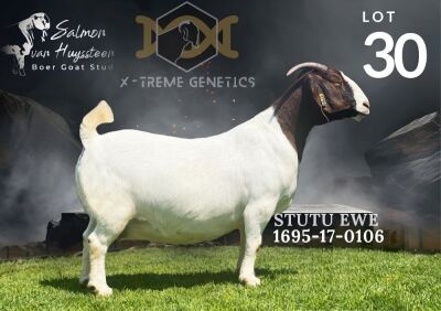 1X Boer Goat Stud Doe Salmon van Huyssteen Boer Goat Stud