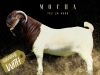 1X Boer Goat Stud Doe Salmon van Huyssteen Boer Goat Stud - 2