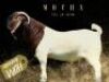 1X Boer Goat Stud Doe Salmon van Huyssteen Boer Goat Stud - 2