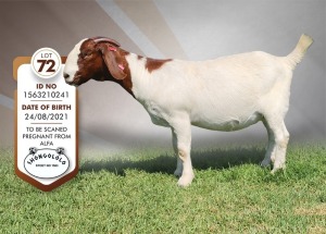 1X Boer Goat Pregnant Stud Doe Shongololo Boerbok Stoet 1563