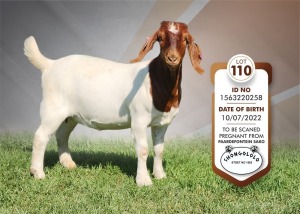 1X Boer Goat Pregnant Stud Doe Shongololo Boerbok Stoet 1563