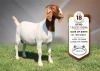 1+2X Boer Goat Stud Doe Shongololo Boerbok Stoet 1563