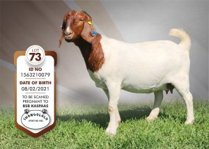 1X Boer Goat Pregnant Stud Doe Shongololo Boerbok Stoet 1563