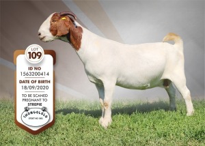 1X Boer Goat Pregnant Stud Doe Shongololo Boerbok Stoet 1563