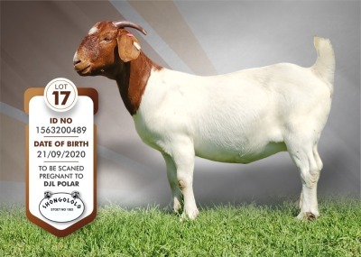 1X Boer Goat Pregnant Stud Doe Shongololo Boerbok Stoet 1563