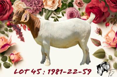 1X Boer Goat Stud Doe F2 Boerbokstoet