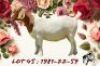 1X Boer Goat Stud Doe F2 Boerbokstoet