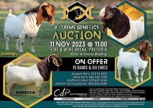 WITHDRAWN - 1X Boer Goat Buck Joubert Horn Boergoat Stud