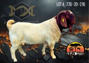 1X Boer Goat Flock Buck Albian Stoet