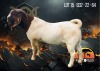 1X Boer Goat Flock Buck Albian Stoet