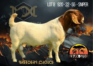 1X Boer Goat Flock Buck Albian Stoet