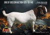 1X Boer Goat Stud Doe Albian Stoet - 3