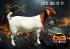 1X Boer Goat STud Doe Albian Stoet