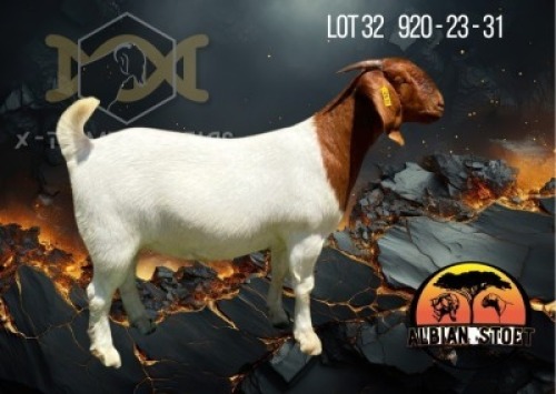 1X Boer Goat STud Doe Albian Stoet