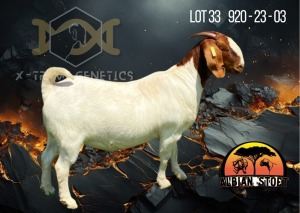 1X Boer Goat Flock Doe Albian Stoet