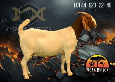 1X Boer Goat STud Doe Albian Stoet