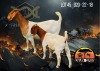 1+1X Boer Goat Flock Doe Albian Stoet