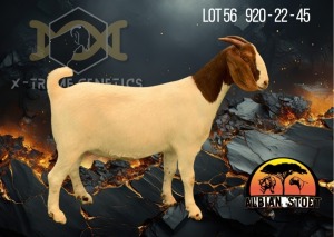 1X Boer Goat Flock Doe Albian Stoet