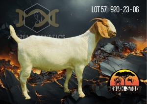 1X Boer Goat Flock Doe Albian Stoet