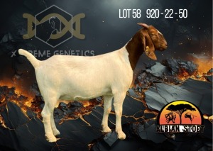 1X Boer Goat Flock Doe Albian Stoet