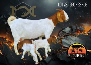 1+2X Boer Goat Flock Doe Albian Stoet