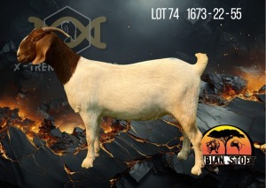 1X Boer Goat Flock Doe Albian Stoet