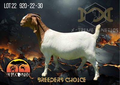 1X Boer Goat Stud Doe Albian Stoet