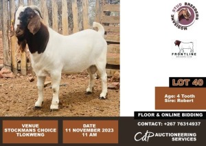 1X Boergoat Buck Modisane