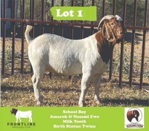 1X Boergoat Buck School Boy Nasami