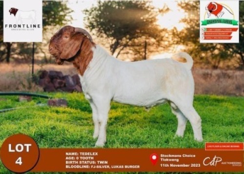 1X Boergoat Buck Tedelex Chandima