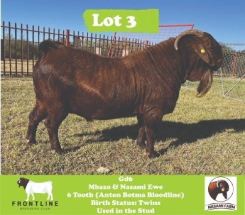 1X Kalahari Red Buck GD6 Nasami