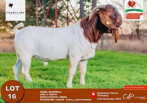 1X Boergoat Buck Snowball Chandima