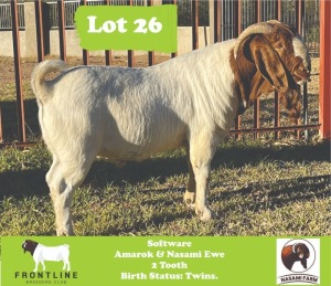 1X Boergoat Buck Software Nasami