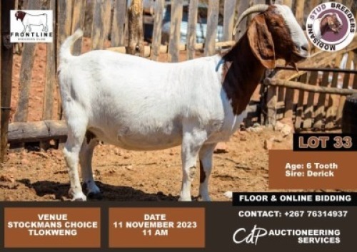1X Boergoat Doe Modisane