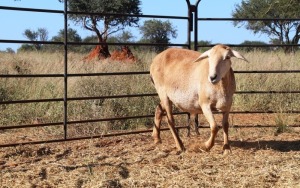 1X OOI/EWE Thaba Meatmasters - Chris Barkhuizen - 076 8506726 (Highest Bidder may choose A, B or C of Lot round or take all - Pay per piece. Choice once per Lot round, Rest to take all)