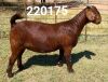 1X Kalahari Red Stud Doe Dhidejak Kalahari Reds - 3