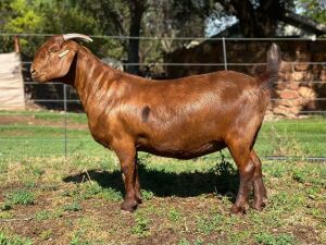 1X Kalahari Red Pregnant Stud Doe CMLW Boerdery